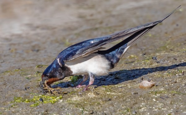 HAARAPÄÄSKYT KERÄÄVÄT PESÄAINESTA