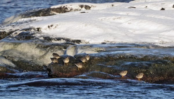 MUUTAMIA MERISIRREJÄ FINNSKÄRIN RANNASSA