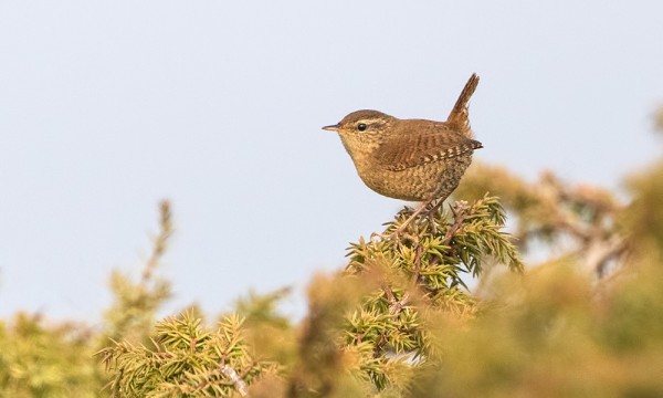 PEUKALOISIA LIENEE SAARESSA LÄHES KYMMENEN