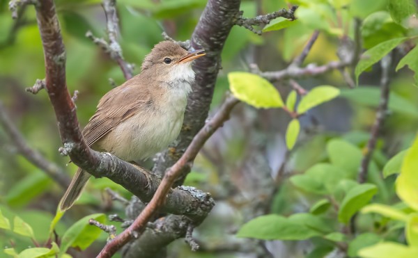 RYTIKERTTUNEN LAULOI EDELLEEN SAUNALLAMME