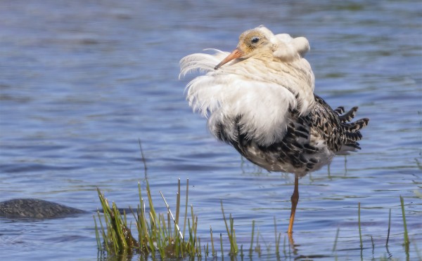 KOMEITA KOIRAS SUOKUKKOJA ON NYT MATKALLA ETELÄÄN